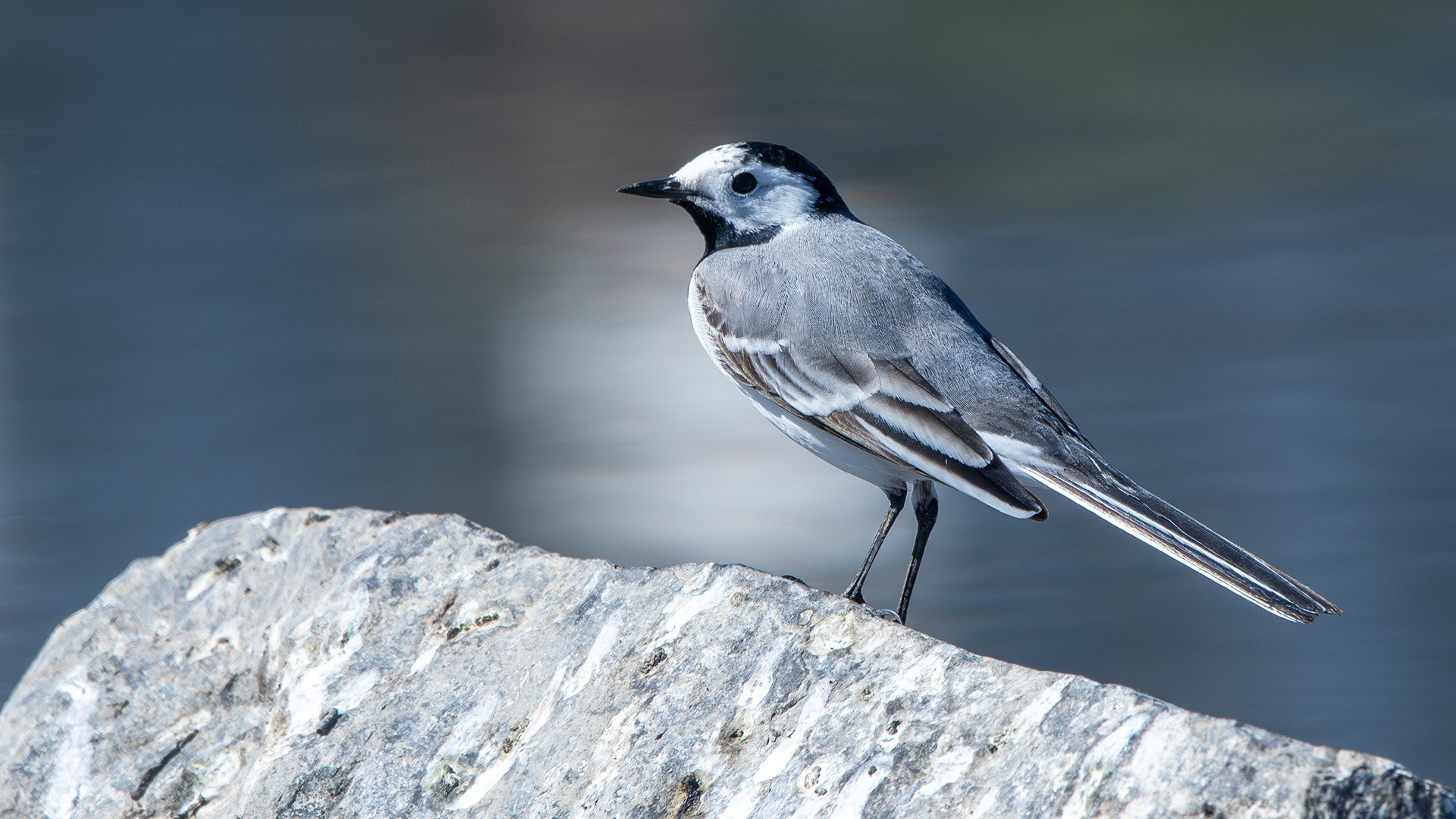 White Wagtail